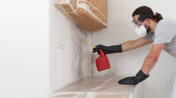 Professional Mold Removal technician working in Newton Highlands, MA