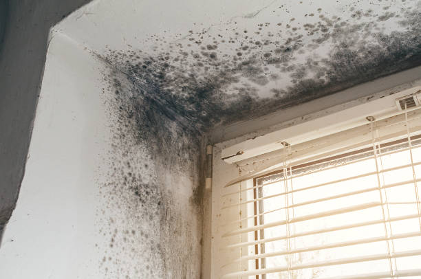 Affordable Mold Removal solutions in Newton Highlands, MA